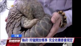 花蓮狩獵祭可捕穿山甲 引發保育爭議 20161003 公視晚間新聞