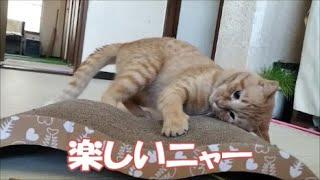 【保護猫】猫がまた新しい遊びをはじめました