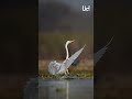 great white egrets magestic wings display shorts