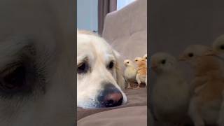 friendship dog and baby chicken😍A beautiful moment😘🥰#animalworld #shorts #viralvideo