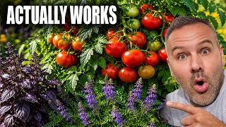 Most Tomato Companion Planting Advice Is Wrong