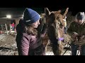 Dramatic rescue after horse falls into sinkhole on property near Bozeman