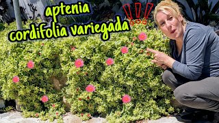 CÓMO CONSEGUIR que este ENORME mi aptenia cordifolia !