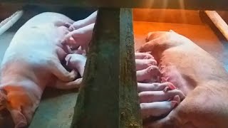 KAPAG MAHINA ANG GATAS NG INAHING BABOY  ( DAPAT IBIGAY PAMPADAMI  BILANG SOW MILK ENHANCER )