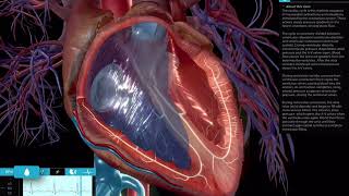 Interacting with the Beating Heart | Physiology \u0026 Pathology