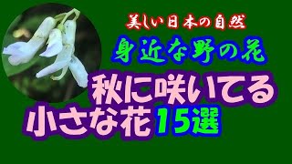 【美しい日本の自然】身近な野の花・秋に咲いてる小さな花１５選(ザクロソウ、アメリカキンゴジカ、コナギ、ミゾカクシ．．．)