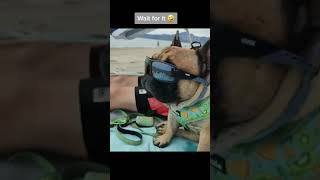 best funny cats and dogs videos 2023 #shorts youtube