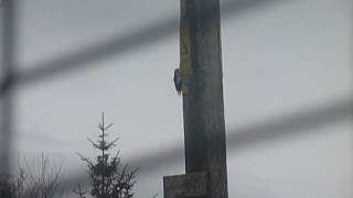 Woodpecker attacks electricity pole
