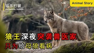 狼王深夜闖入獸醫家，為母狼看病，結果報恩又驚又喜！ #动物大战 #动物奇闻 #动物报恩 #动物袭击 #动物趣事