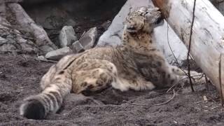 2016.4.3 円山動物園☆ユキヒョウのアクバル【 Snow leopard】_01