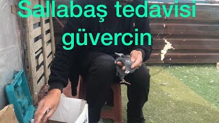 GÜVERCİN SALLA BAŞ TEDAVİSİ UYGULAMALI