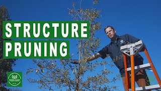 Structure Pruning a Tree From the Nursery