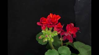 Geranium Blooming - Time-lapse pt. 1