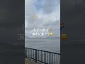 【若洲海浜公園】アジが釣れると聞き早朝出撃！サッパとコノシロの無限地獄に遭う中エンピツサイズの美味しい魚をゲットして来ました🎣