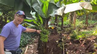 China Banana Video Weizhou Island 101523