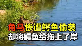 喝水角马惨遭鳄鱼偷袭，生死一瞬潜力爆发，竟硬生生将鳄鱼拖上岸