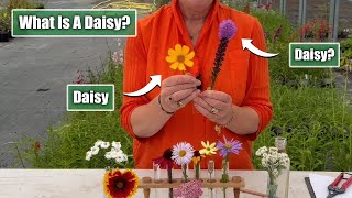 What Makes a Daisy... a Daisy? | Perennial Asteraceae Plant Family