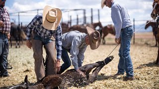 Farm to Table: A look into Southern Arizona's cattle