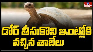 డోర్ తీసుకొని ఇంట్లోకి వచ్చిన తాబేలు | hmtv