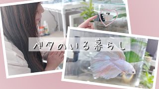 【おうち時間Vlog】ベタのいる暮らし｜大人の趣味｜aquarium｜メダカ女子｜淡水魚水槽｜GEXグラスアクアリウム