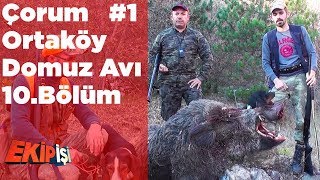 Çorum Ortaköy Domuz Avı 1 Ekip İşi 10.Bölüm Yaban Tv Wild Boar Hunting