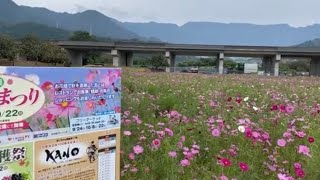 【コスモスまつり】絶景に咲く見奈良のコスモス畑❤️愛媛県東温市2023年10月14日