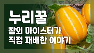 더기반 : 참외마이스터가 재배한 누리꿀, 참외재배기술, 참외재배노하우, 참외수익