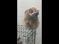 Rescued owlets with new foster mom