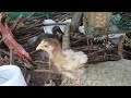 Babies chickens enjoyed food