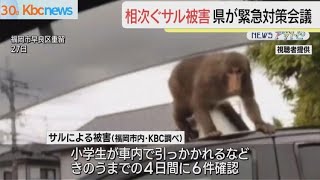 相次ぐサルによる被害　福岡県が緊急対策会議