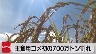 主食用コメ生産量初の700万トン割れへ 新型コロナによる外食需要減（2021年7月29日）