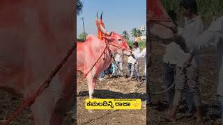 ಕಮಲದಿನ್ನಿ ರಾಜಾ ⚜️👑🚩...#cow #terabandirace #bull #bullraces #hallikarbulls #trending #farmanimals