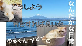 始めての年末年始お休み　めるくんアビーのなんだかな日常　#アビー#めるくん#年末のご挨拶