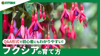 ☘242：【Q\u0026A】フクシアの育て方｜きれいな花を沢山咲かせる方法は？水やりや肥料などの管理方法もご紹介