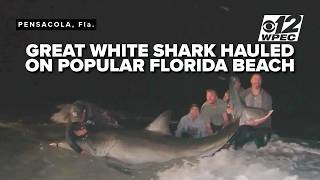 1,000-pound great white shark caught from shore along popular Florida beach