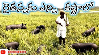 అన్నం పెట్టే రైతన్నకు ఎన్ని కష్టాలో | రైతు దేశానికి వెన్నెముక #10_on_trending