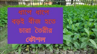 বীজ হতে বড়ই চারা উৎপাদন কৌশল