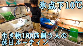 気温−10℃で生き物100匹飼う男の休日ルーティン。