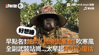 法鬥犬全副武裝站崗芭樂園 卻太早起不小心度估｜寵物｜狗｜迷彩服｜法國鬥牛犬