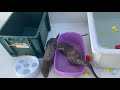 sleep otter’s morning routine