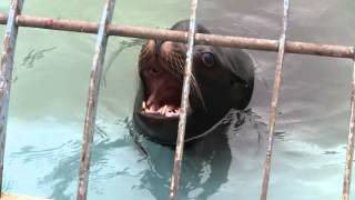 【天王寺動物園 California sea lion カリフォルニアアシカ】オウッオウッオウッ、と大きな声を轟かしている、雄のカリフォルニアアシカ