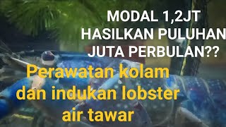 Cara merawat indukan lobster air tawar, modal 1,2jt hasilkan puluhan juta perbulan???