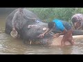 ആന തോട് പഴഞ്ഞി അരുവായി elephant