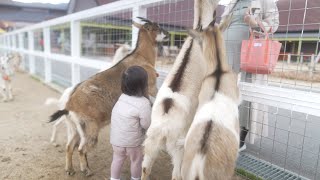 恐れを知らなかったときの桐乃