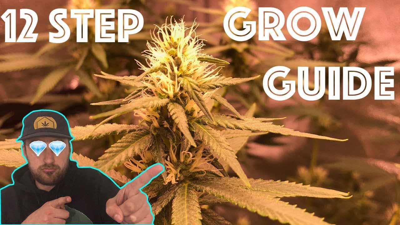 The 12 Step Weed Grow Guide: Easily Grow Quality Cannabis From The ...