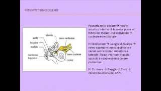 8° nervo cranico - Il nervo Vestibolococleare