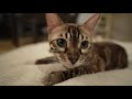 器用なポーズでグルーミングするベンガル猫｜bengal cat grooming in a dexterous pose