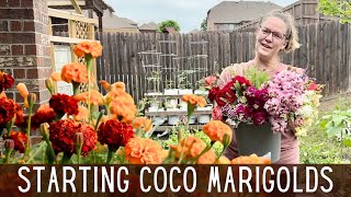 Starting COCO Marigolds, Harvesting Cut Flowers, & Winner of Sunflower Steve See