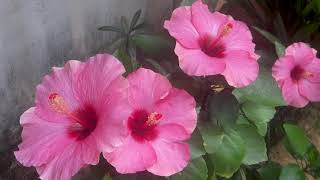 Hibiscus Mystic Pink Flowers in our garden