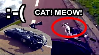 Motorcycle accident - catcrash :@ - Bike vs Cat - Graphic for animal lovers